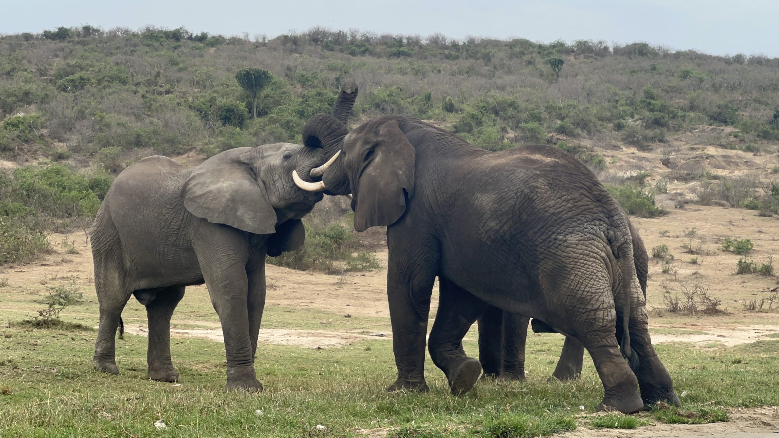 Ampeire Precious Godfrey